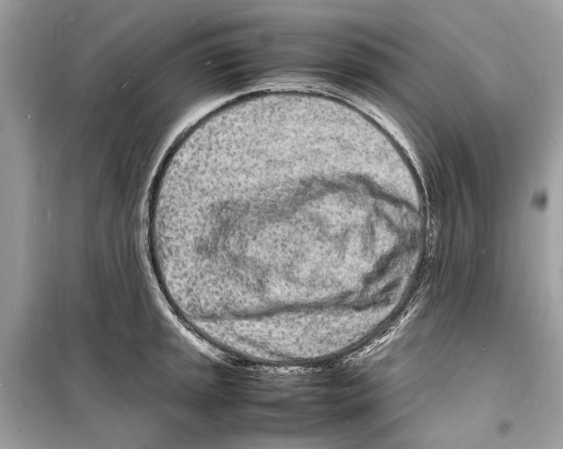 X0000098181045200805221533