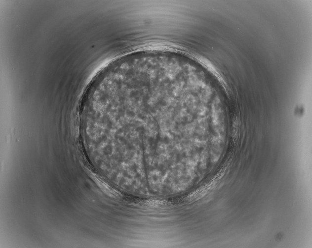 X0000098181067200805221532