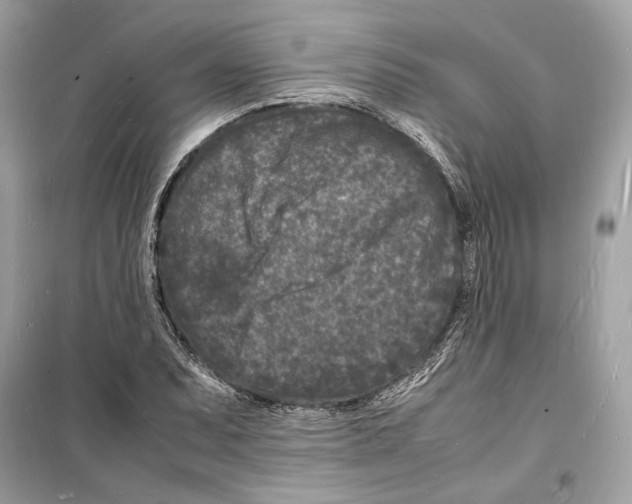 X0000098181071200805221532