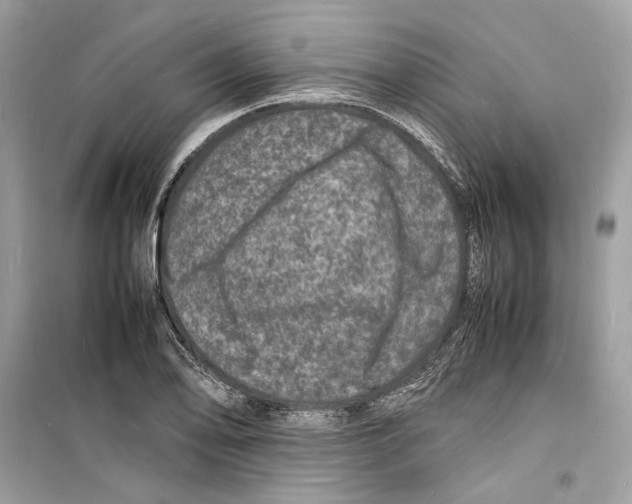 X0000098181078200805221532