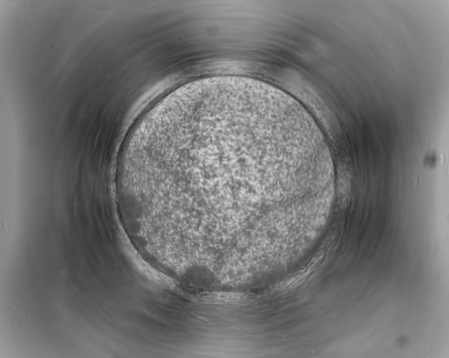 X0000098181090200805221532