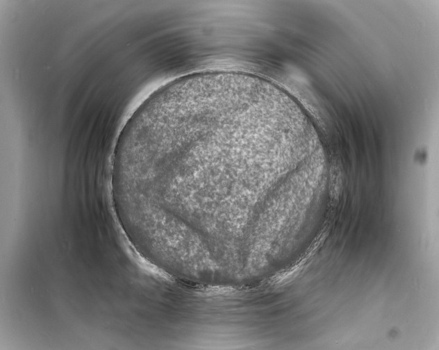 X0000098181094200805221532