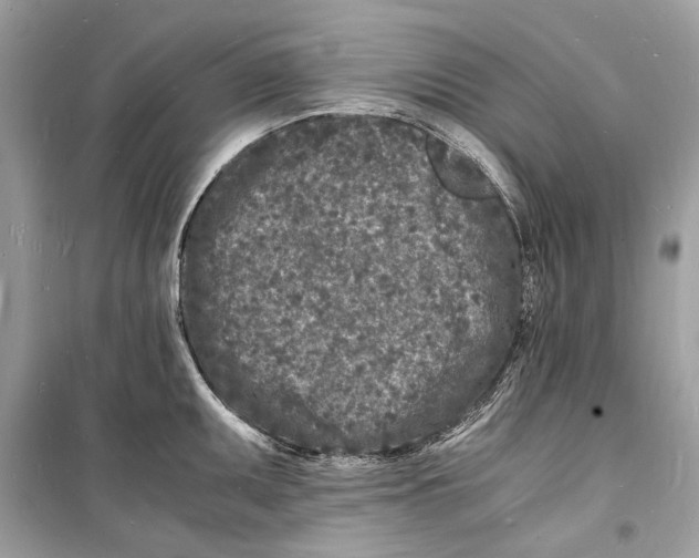 X0000098181095200805221532