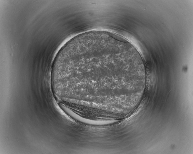 X0000098181100200805221532