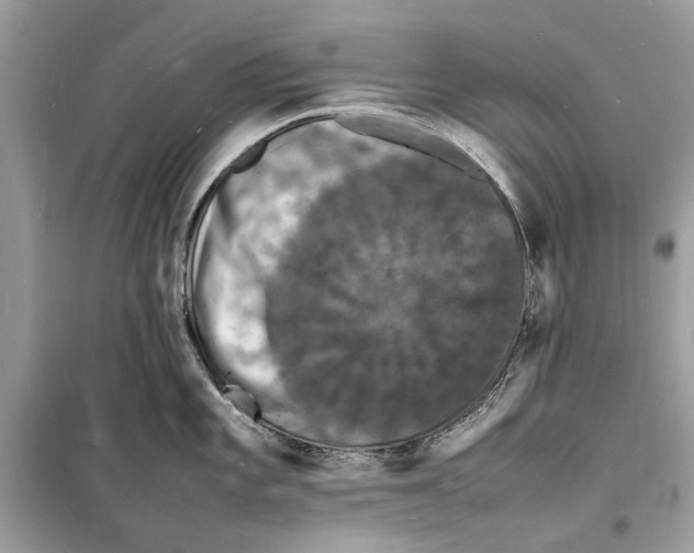 X0000098181101200805221532