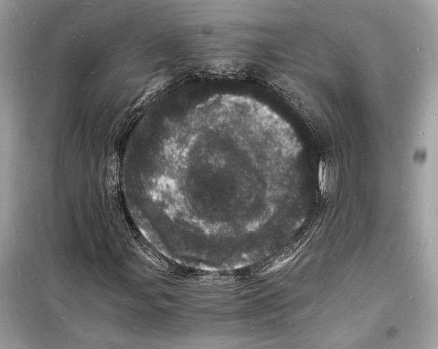 X0000098181107200805221531