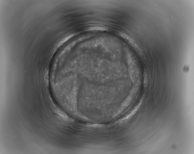 X0000098181113200805221531