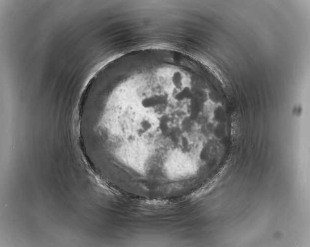 X0000098181117200805221531