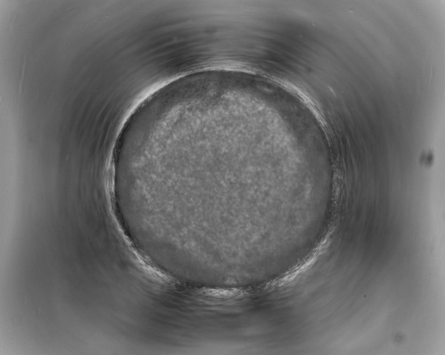 X0000098181125200805221531