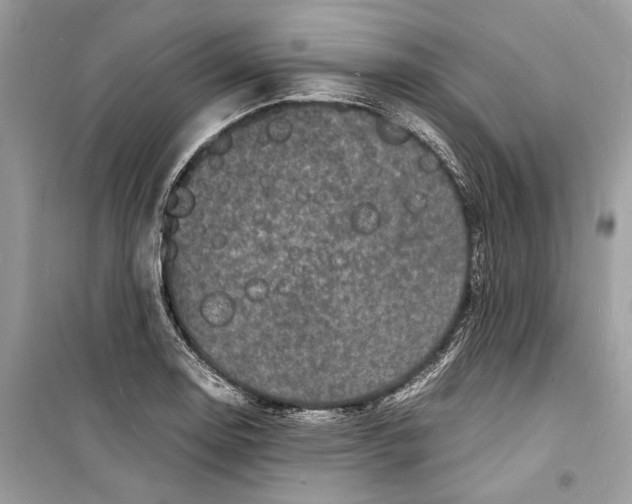 X0000098181130200805221531