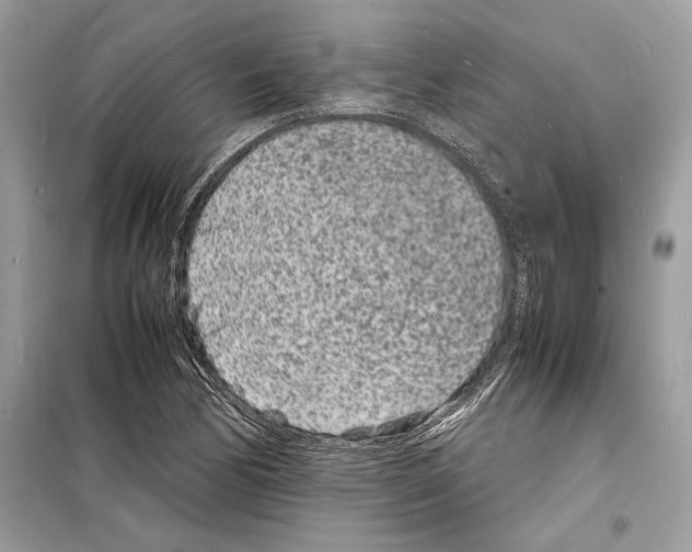 X0000098181170200805221531