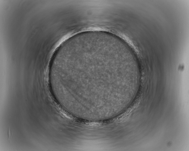 X0000098181173200805221531