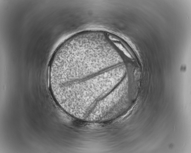 X0000098181175200805221531