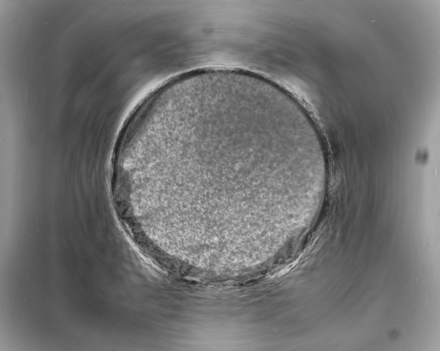 X0000098181183200805221530