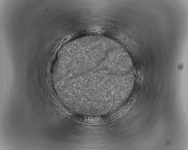 X0000098181201200805221529