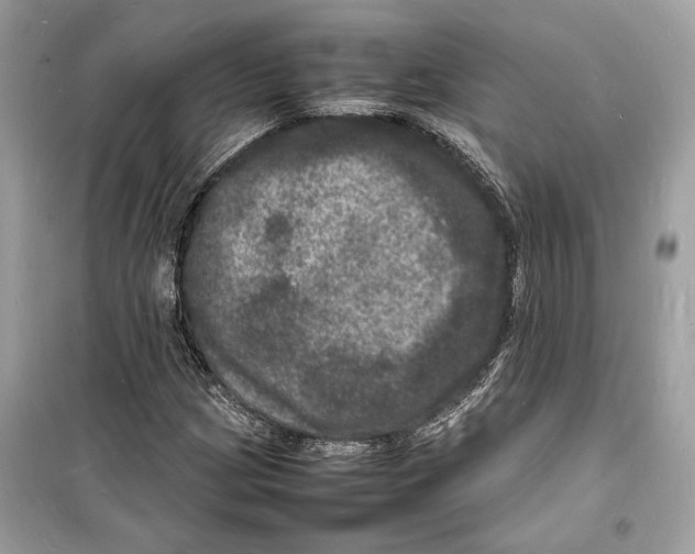 X0000098181209200805221530