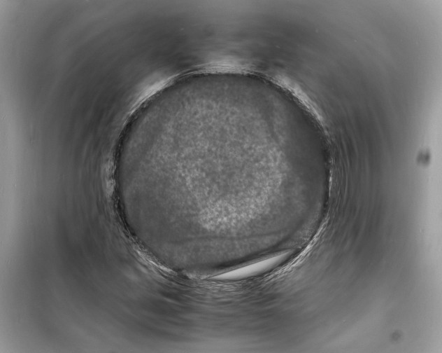 X0000098181213200805221530