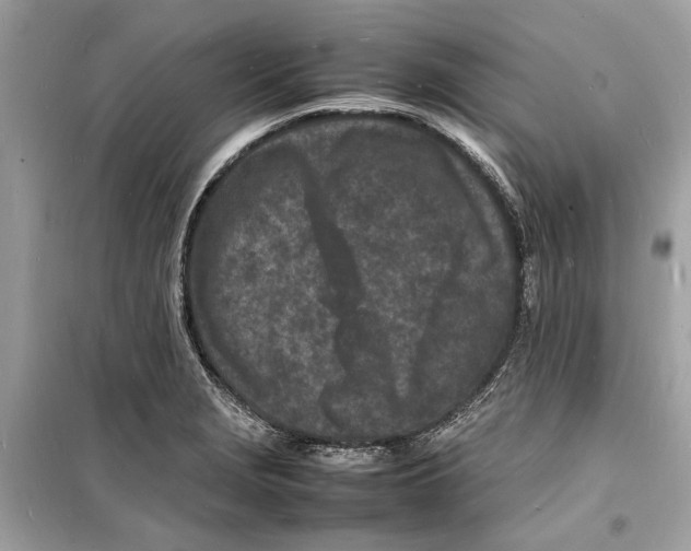 X0000098181229200805221530