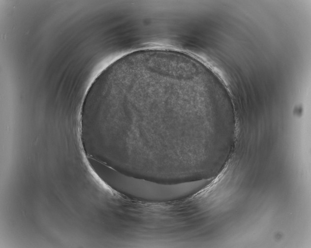 X0000098181239200805221530