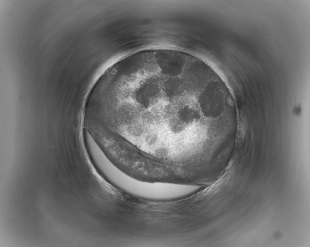 X0000098181245200805221530