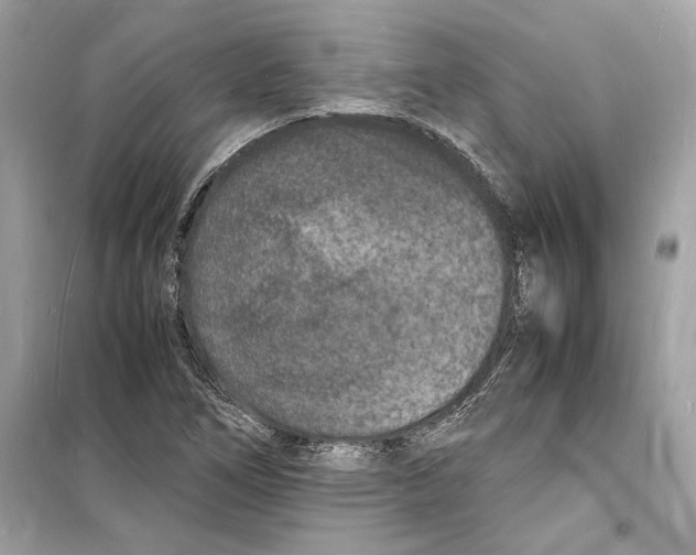 X0000098181266200805221529