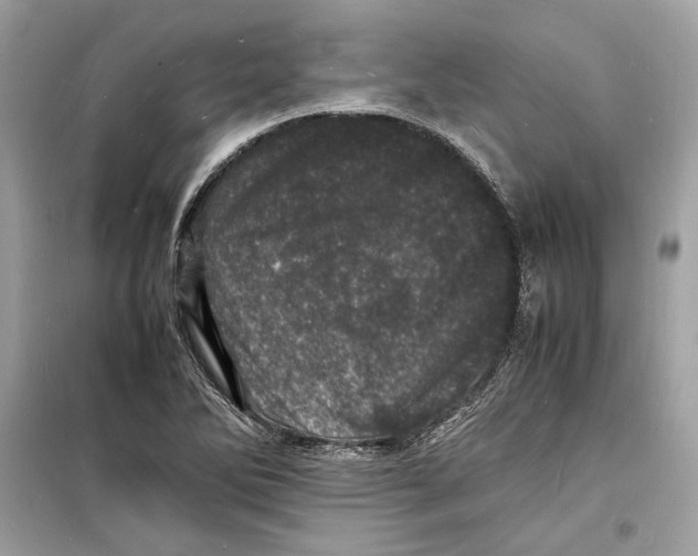 X0000098181270200805221529