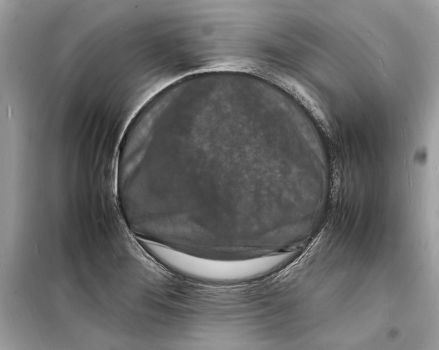 X0000098181276200805221529