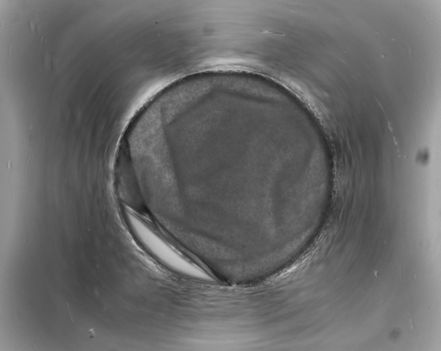 X0000098181277200805221529