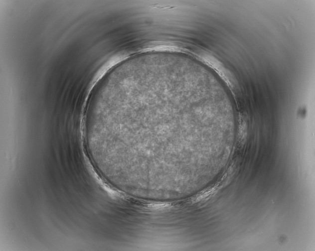 X0000098181282200805221529