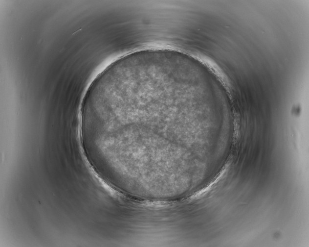 X0000098181286200805221529