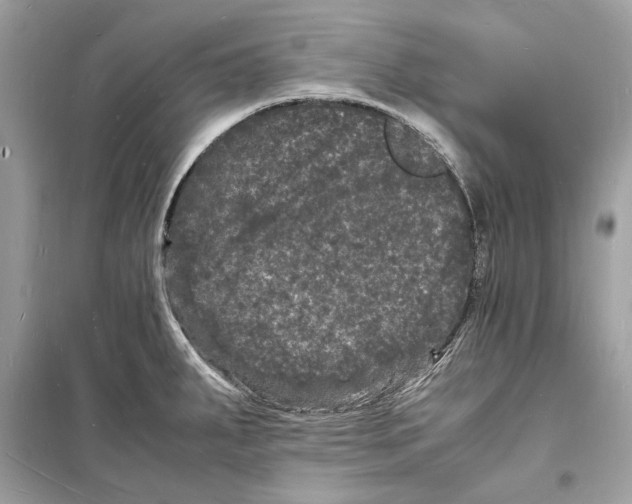 X0000098181287200805221529