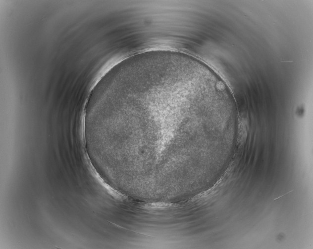 X0000098181290200805221529