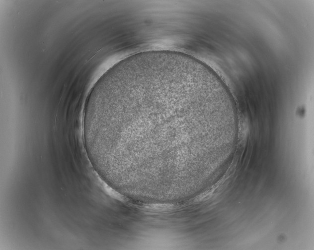 X0000098181294200805221529