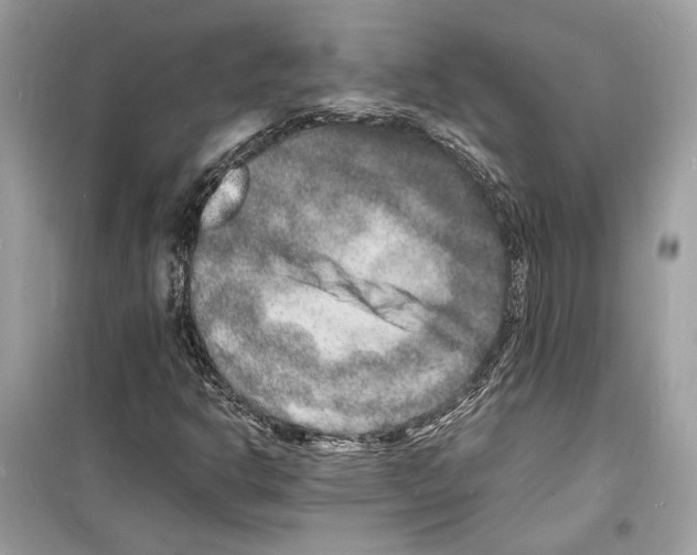 X0000098181302200805221528