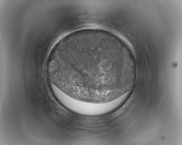 X0000098181318200805221528