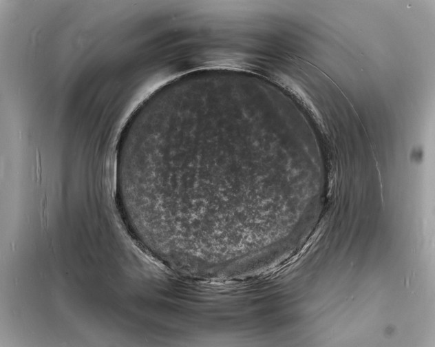 X0000098181323200805221528