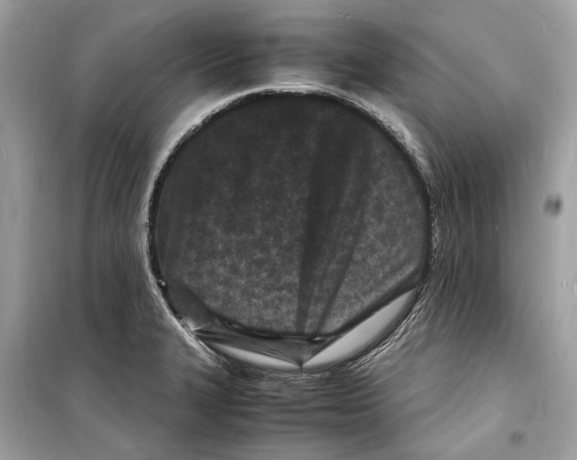 X0000098181327200805221528