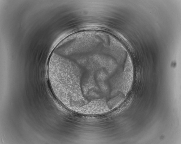 X0000098181370200805221528