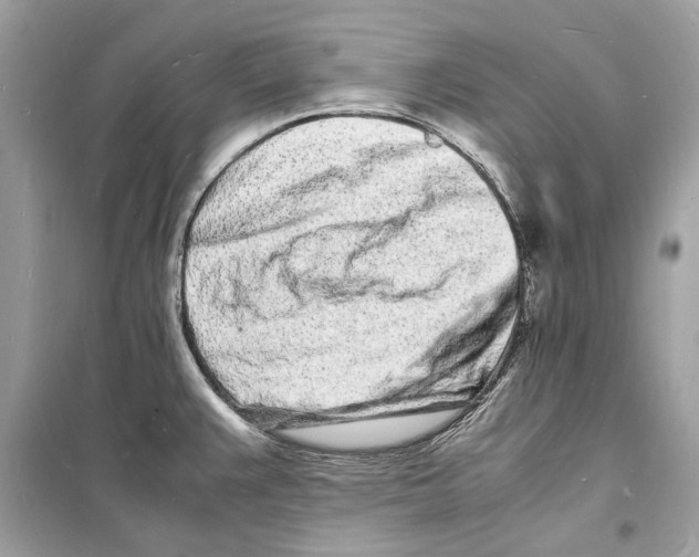 X0000098181383200805221527