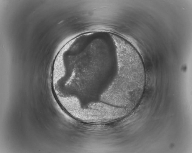 X0000098181387200805221527