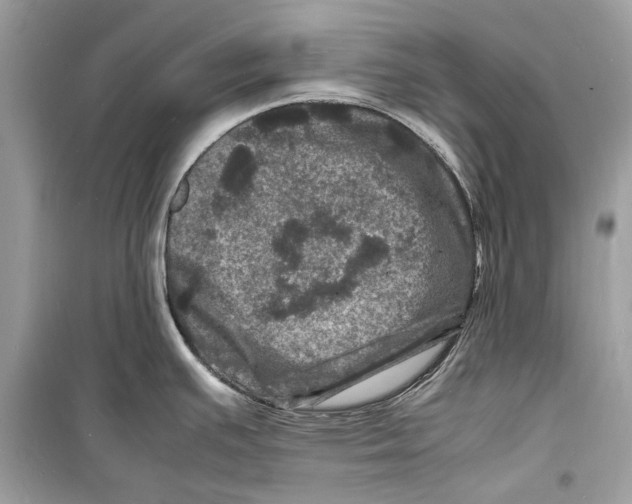 X0000098181391200805221527