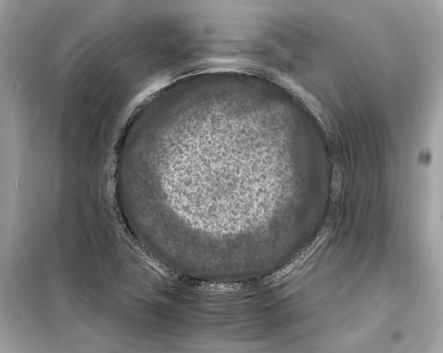 X0000098181411200805221527