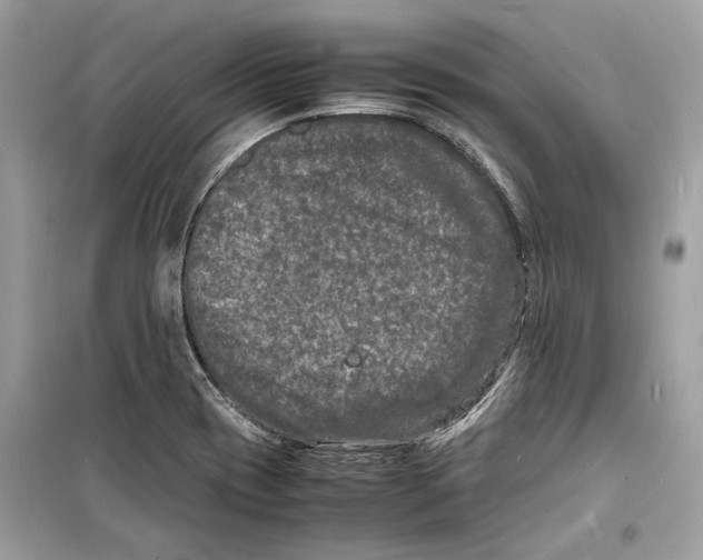 X0000098181417200805221527