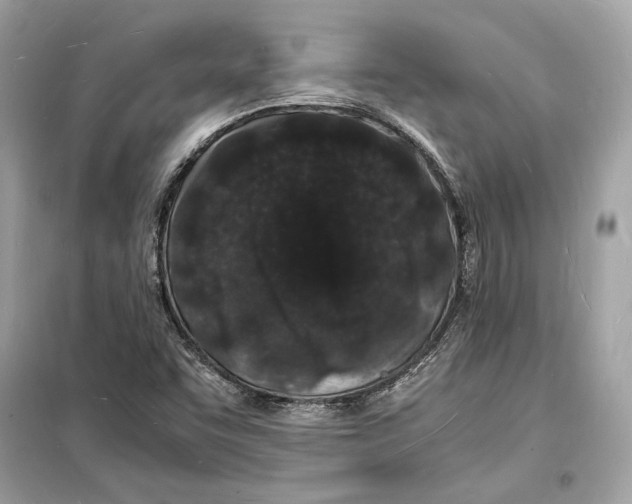 X0000098181455200805221526