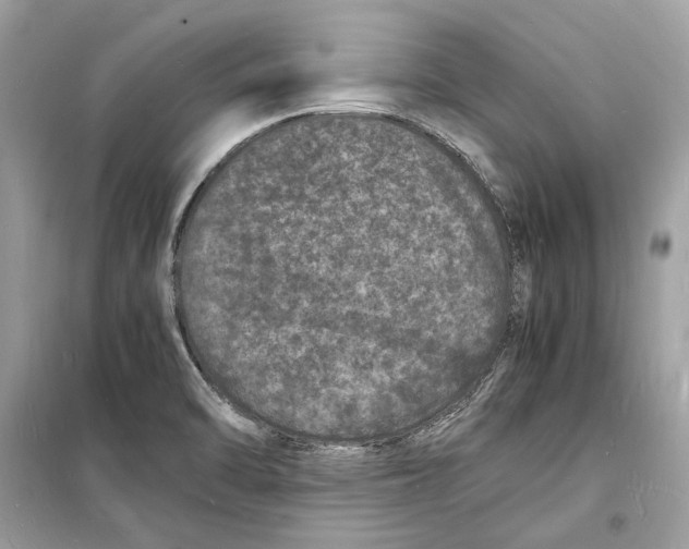 X0000098181470200805221526