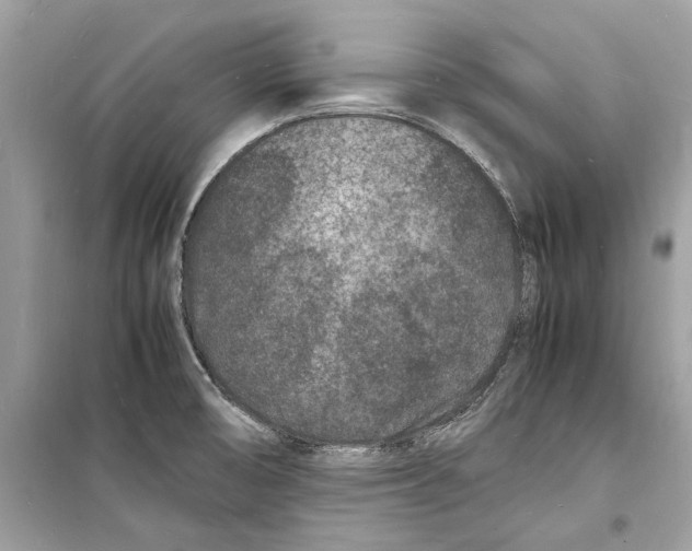 X0000098181474200805221526