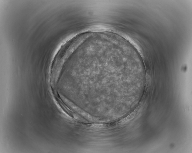 X0000098181477200805221526