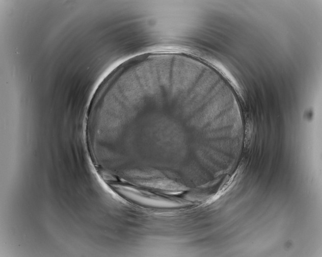 X0000098181484200805221526