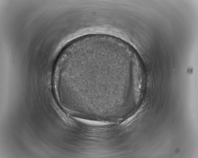 X0000098181499200805221526