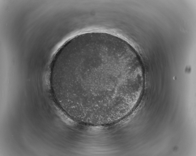 X0000098181502200805221526